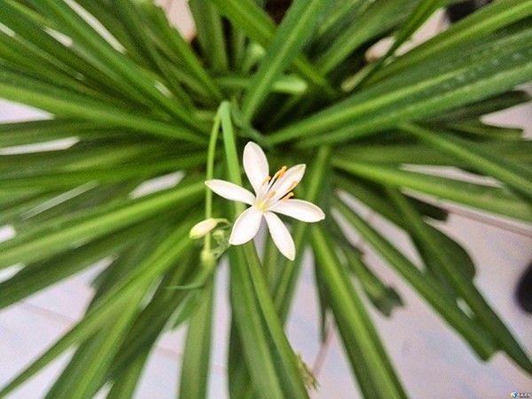 吊兰、兰花、天竺葵，养护大全，看一看这些知识，花长得更旺盛