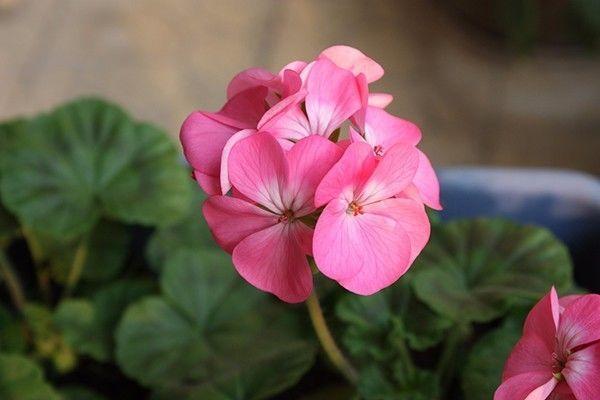 吊兰、兰花、天竺葵，养护大全，看一看这些知识，花长得更旺盛