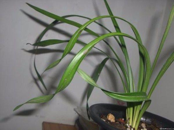 吊兰、兰花、天竺葵，养护大全，看一看这些知识，花长得更旺盛