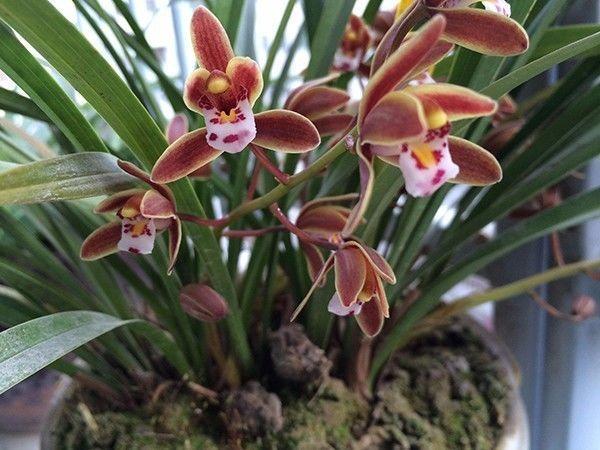 吊兰、兰花、天竺葵，养护大全，看一看这些知识，花长得更旺盛