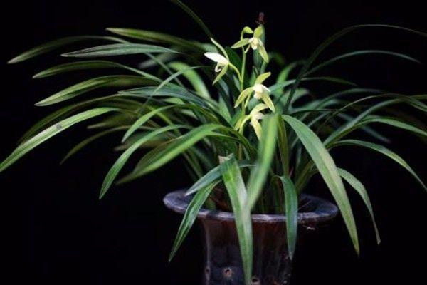 吊兰、兰花、天竺葵，养护大全，看一看这些知识，花长得更旺盛