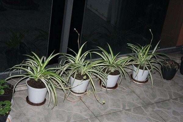 吊兰、兰花、天竺葵，养护大全，看一看这些知识，花长得更旺盛