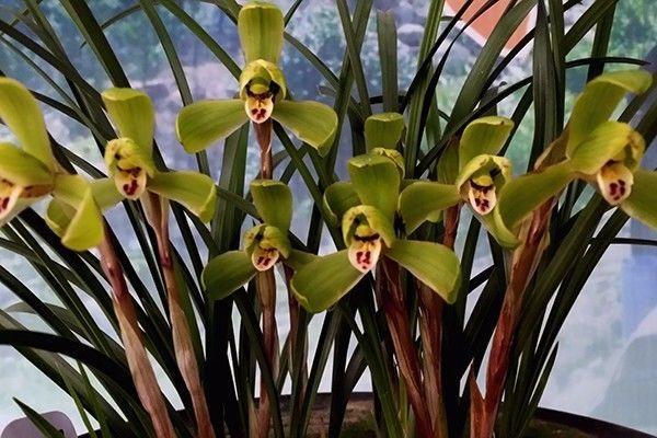 吊兰、兰花、天竺葵，养护大全，看一看这些知识，花长得更旺盛