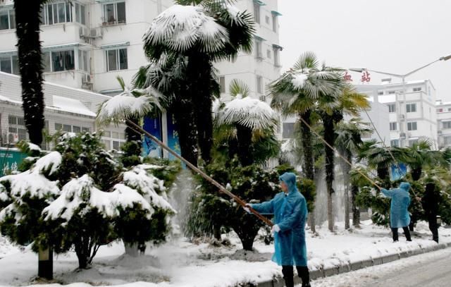 1月份园林养护,加强防冻与越冬害虫防控是重点,看似简单很重要