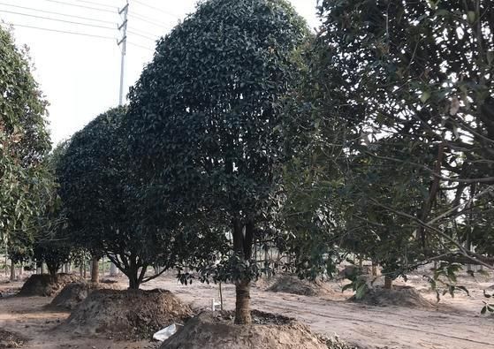 1月份园林养护,加强防冻与越冬害虫防控是重点,看似简单很重要