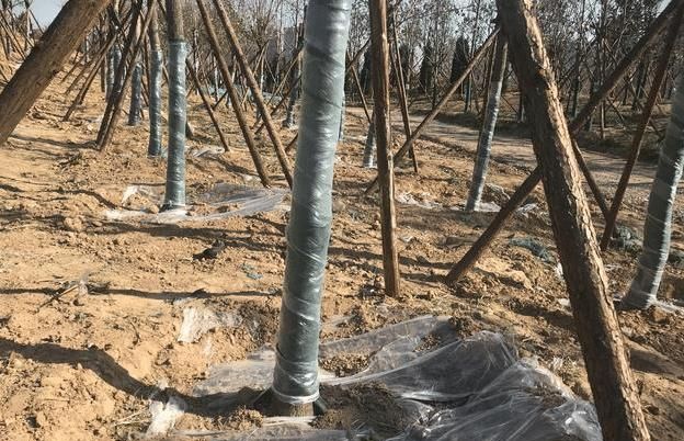 1月份园林养护,加强防冻与越冬害虫防控是重点,看似简单很重要