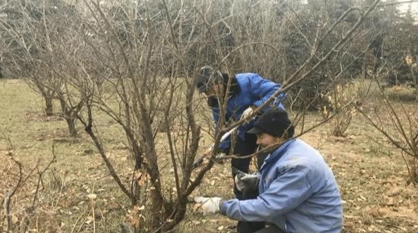 1月份园林养护,加强防冻与越冬害虫防控是重点,看似简单很重要