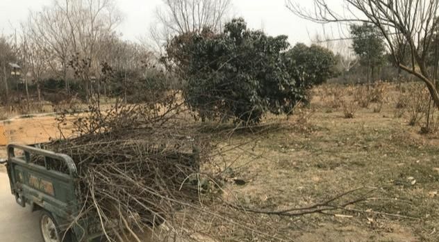 1月份园林养护,加强防冻与越冬害虫防控是重点,看似简单很重要