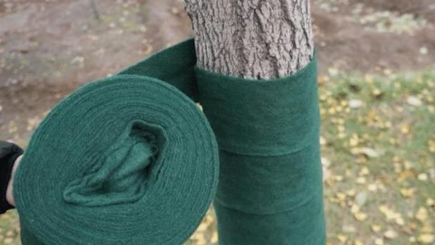 1月份园林养护,加强防冻与越冬害虫防控是重点,看似简单很重要