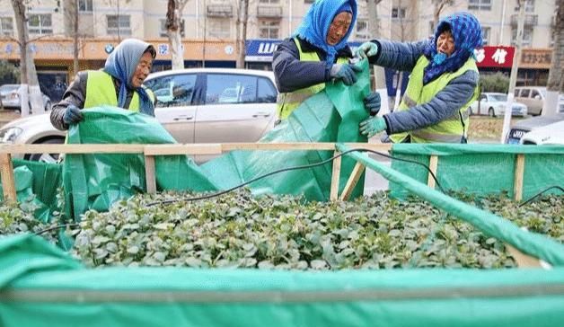 1月份园林养护,加强防冻与越冬害虫防控是重点,看似简单很重要
