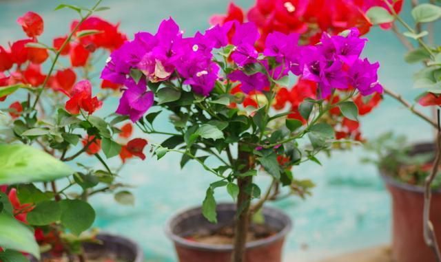 三角梅养护中,做好4点,生长旺盛,开花多,花色更浓艳