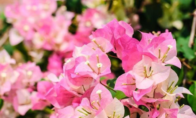 三角梅养护中,做好4点,生长旺盛,开花多,花色更浓艳