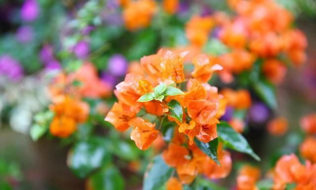 三角梅养护中,做好4点,生长旺盛,开花多,花色更浓艳