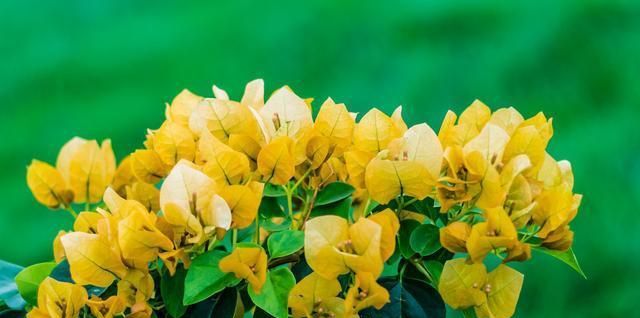 三角梅养护中,做好4点,生长旺盛,开花多,花色更浓艳