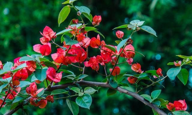 三角梅养护中,做好4点,生长旺盛,开花多,花色更浓艳