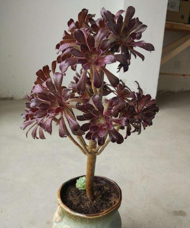 多肉黑法师怎么在家里养护?做到这几点,就能让它轻松爆盆