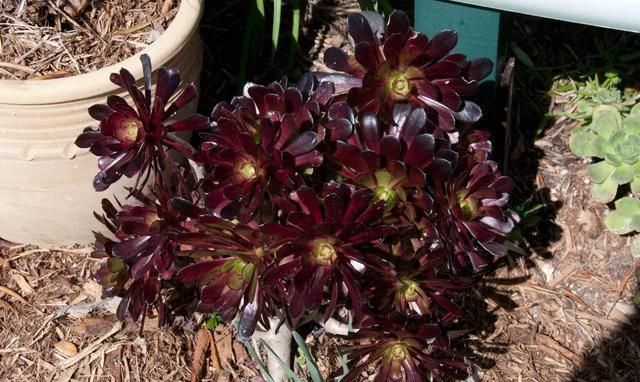 多肉黑法师怎么在家里养护?做到这几点,就能让它轻松爆盆