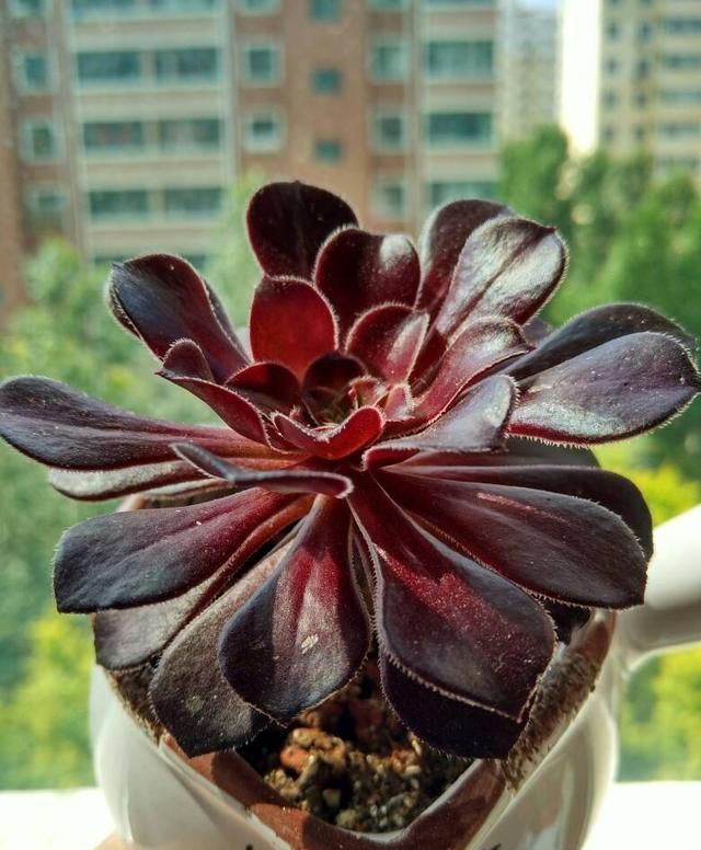 多肉黑法师怎么在家里养护?做到这几点,就能让它轻松爆盆