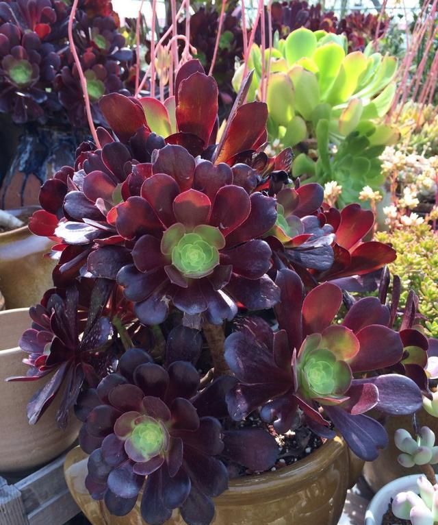 多肉黑法师怎么在家里养护?做到这几点,就能让它轻松爆盆