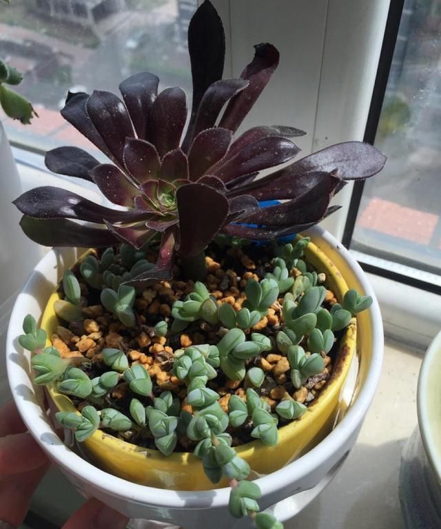 多肉黑法师怎么在家里养护?做到这几点,就能让它轻松爆盆