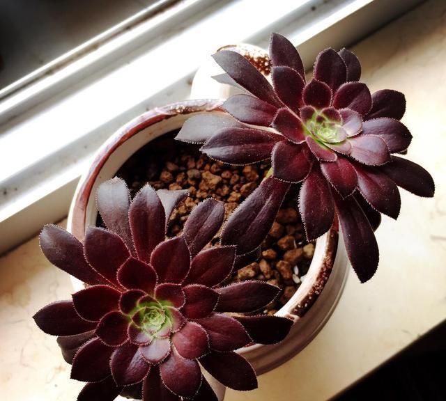 多肉黑法师怎么在家里养护?做到这几点,就能让它轻松爆盆