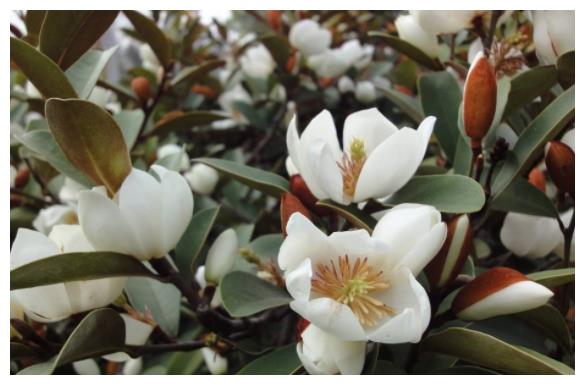 别养绿萝吊兰了,此花更值得拥有,养护容易,花期超长,芳香幽远