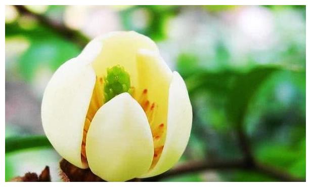 别养绿萝吊兰了,此花更值得拥有,养护容易,花期超长,芳香幽远