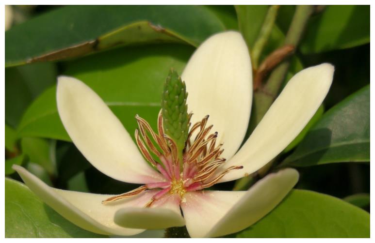 别养绿萝吊兰了,此花更值得拥有,养护容易,花期超长,芳香幽远