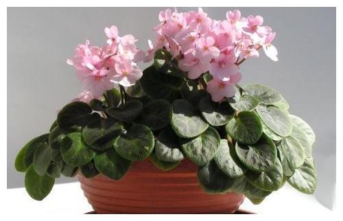 适合新手养花先养的4种,年年开花爆盆,养护简单一般养不死