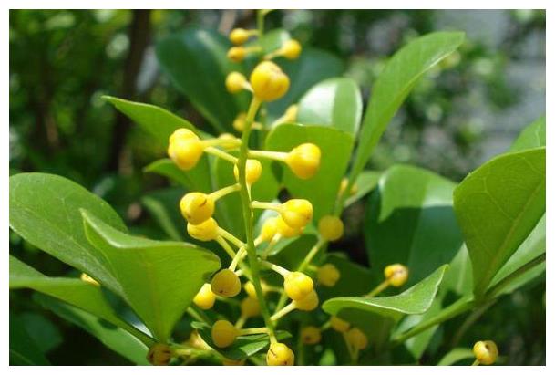 适合新手养花先养的4种,年年开花爆盆,养护简单一般养不死