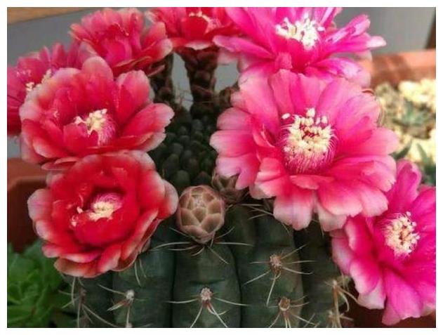 适合新手养花先养的4种,年年开花爆盆,养护简单一般养不死