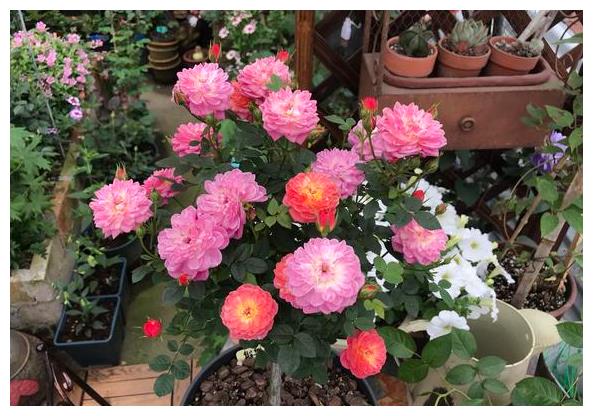 适合新手养花先养的4种,年年开花爆盆,养护简单一般养不死