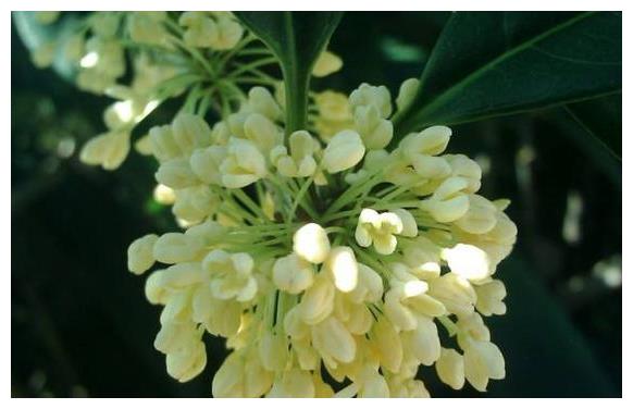 适合新手养花先养的4种,年年开花爆盆,养护简单一般养不死