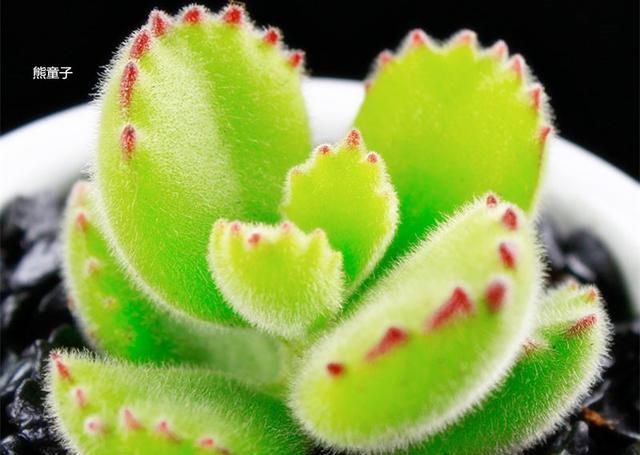 养护多肉“三步走”,轻松养出好状态