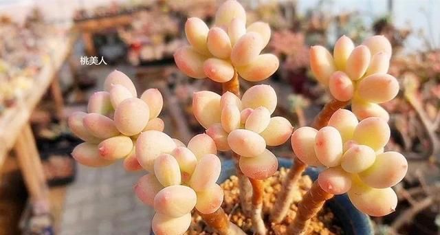 养护多肉“三步走”,轻松养出好状态