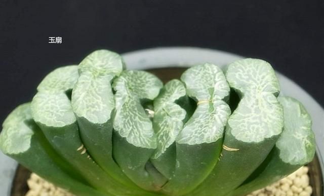 养护多肉“三步走”,轻松养出好状态