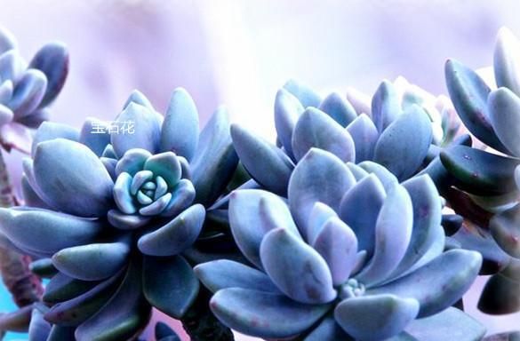 养护多肉“三步走”,轻松养出好状态