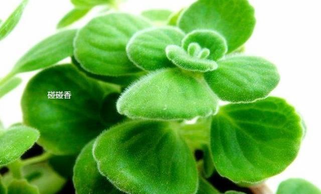 养护多肉“三步走”,轻松养出好状态