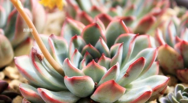 养护多肉“三步走”,轻松养出好状态