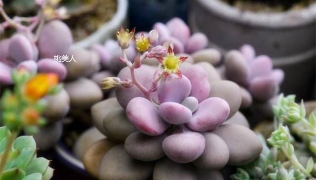 养护多肉“三步走”,轻松养出好状态
