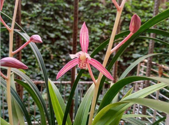 三九第一天,兰花养护得变变,花期延长叶复壮!