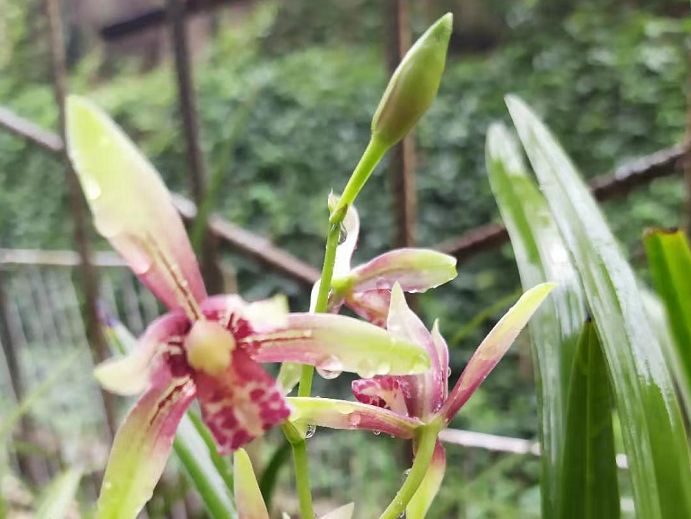 三九第一天,兰花养护得变变,花期延长叶复壮!