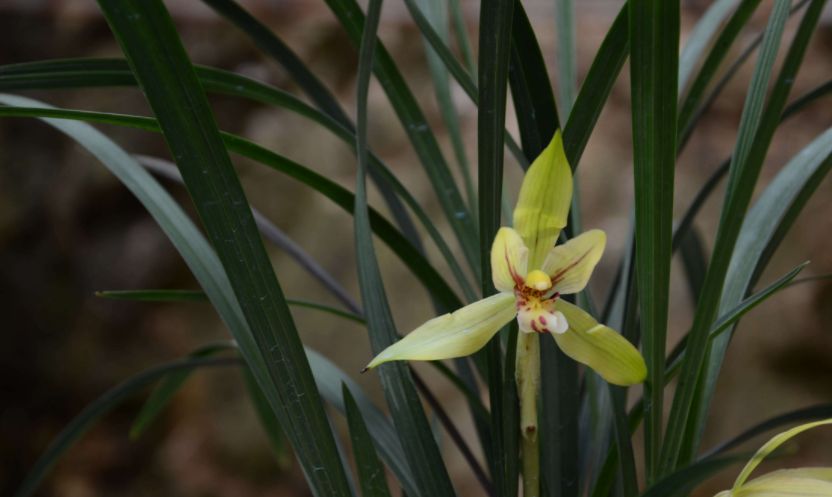 三九第一天,兰花养护得变变,花期延长叶复壮!
