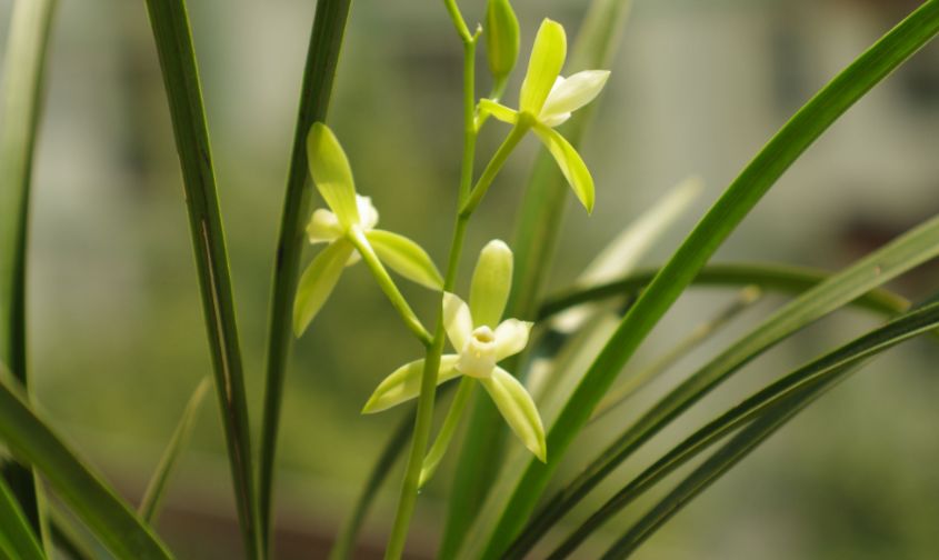 三九第一天,兰花养护得变变,花期延长叶复壮!