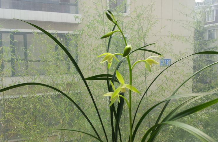 三九第一天,兰花养护得变变,花期延长叶复壮!