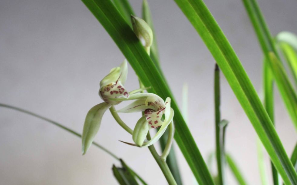 三九第一天,兰花养护得变变,花期延长叶复壮!