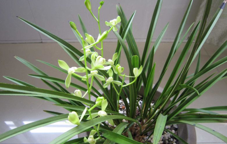 三九第一天,兰花养护得变变,花期延长叶复壮!