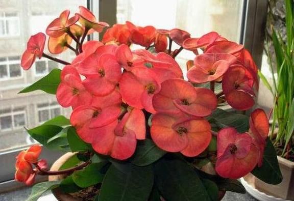 此种花卉寿命忒长,养护多注意5点,每一株都能活上30多年