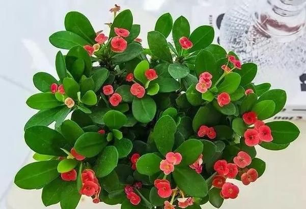 此种花卉寿命忒长,养护多注意5点,每一株都能活上30多年