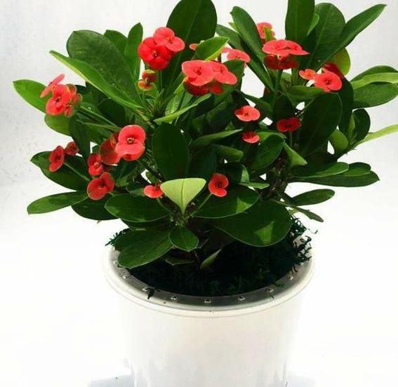 此种花卉寿命忒长,养护多注意5点,每一株都能活上30多年